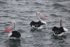 Pelecanus conspicillatus