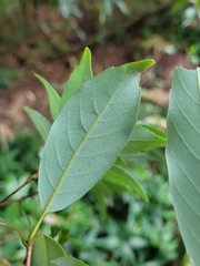 Quercus longinux