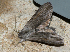 Cucullia lucifuga