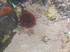 Actiniidae