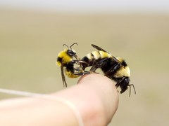 Bombus zonatus