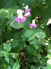 Impatiens balfourii