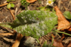 Podosphaera erigerontis-canadensis