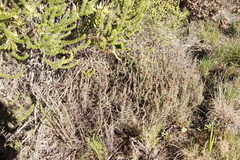 Seriphium cinereum