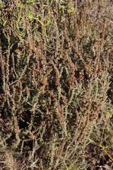 Seriphium cinereum