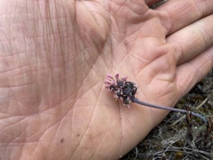 Drimiopsis