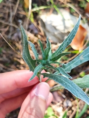 Centaurea jacea