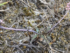 Drimiopsis