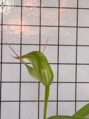 Pterostylis agathicola