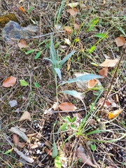 Centaurea jacea