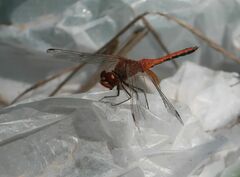 Sympetrum flaveolum