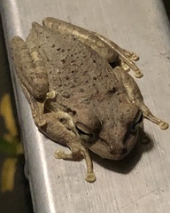 Osteopilus septentrionalis