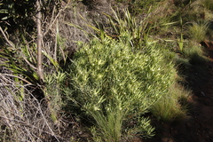 Leucadendron salignum