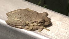 Osteopilus septentrionalis