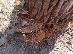 Ganoderma applanatum