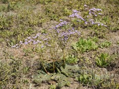 Limonium hypanicum