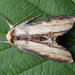 Cucullia lychnitis - Photo (c) cossus, alguns direitos reservados (CC BY-NC)