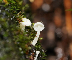 Hemimycena lactea