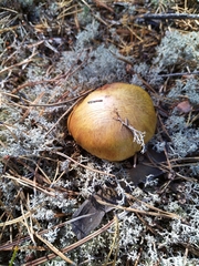 Suillus luteus