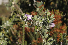 Podalyria calyptrata