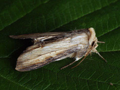 Cucullia lychnitis