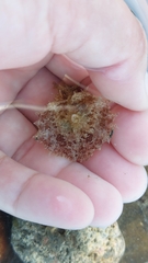 Dolabella auricularia