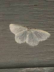 Protitame virginalis