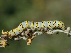 Cucullia lychnitis