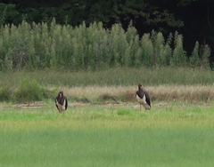 Ciconia nigra