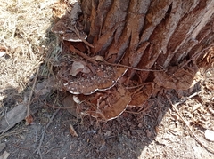 Ganoderma applanatum