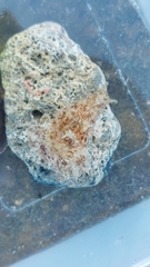 Dolabella auricularia