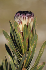 Protea lepidocarpodendron
