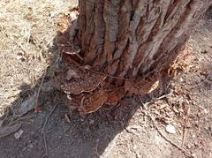 Ganoderma applanatum