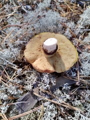 Suillus luteus