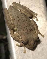 Osteopilus septentrionalis