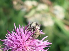 Bombus veteranus