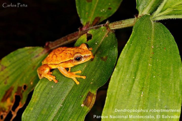Mertens' Yellow Treefrog