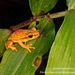 Mertens's Yellow Tree Frog - Photo (c) Carlos E. Juárez-Peña, some rights reserved (CC BY-NC)