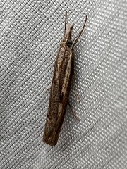 Agriphila geniculea