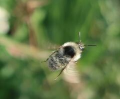 Bombus veteranus