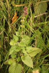 Stachys sylvatica