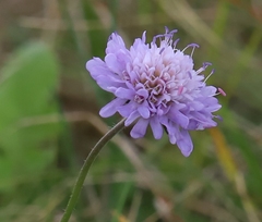 Knautia arvensis