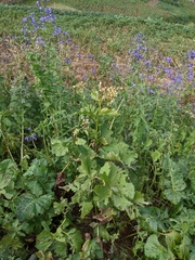 Caucasalia macrophylla