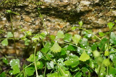 Asplenium flabellifolium