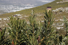 Protea lepidocarpodendron
