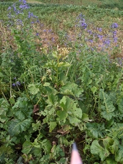 Caucasalia macrophylla