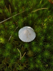 Leccinum holopus