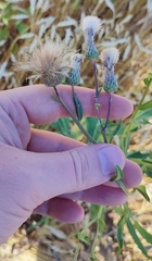 Cirsium arvense integrifolium