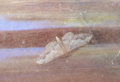 Idaea efflorata