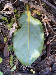 Beilschmiedia tarairi